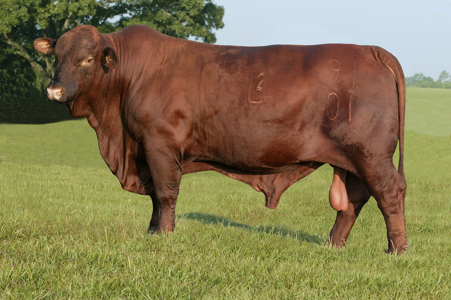 HERD SIRES - Moran Beefmasters